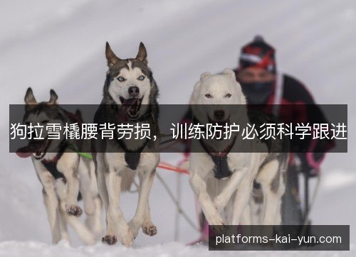 狗拉雪橇腰背劳损，训练防护必须科学跟进
